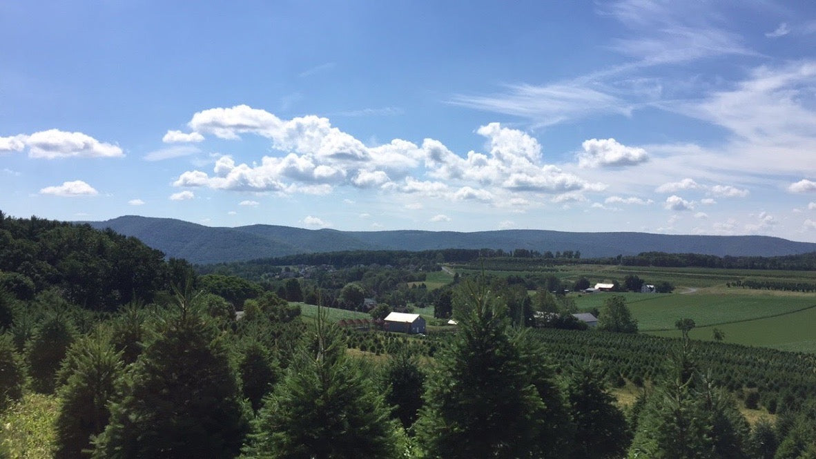 Douglas-Fir Christmas Tree (#1 Grade): 7-8 foot