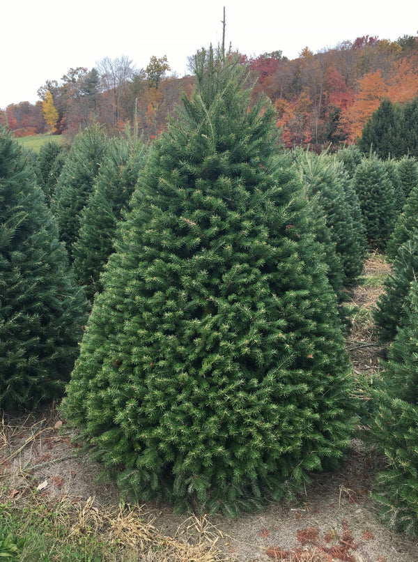 Douglas-Fir Christmas Tree (#1 Grade): 6-7 foot